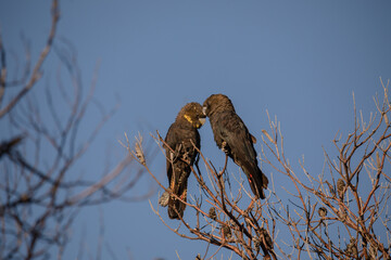 Glossy Black Cockatoo sitting in a tree