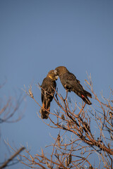 Glossy Black Cockatoo sitting in a tree