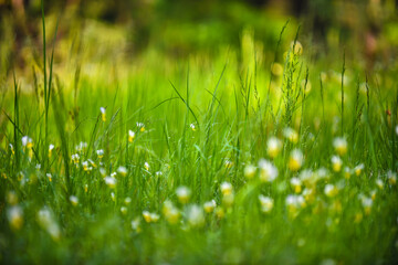 green grass background