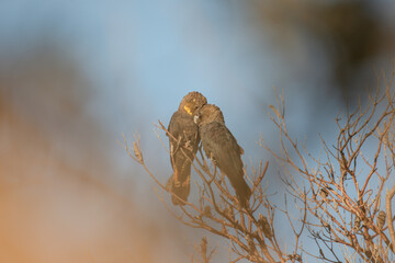 Glossy Black Cockatoo sitting in a tree