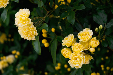 満開の黄色いモッコウバラ