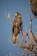 Glossy Black Cockatoo sitting in a tree