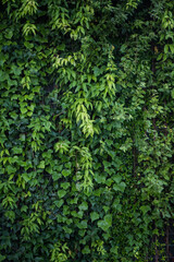 壁を覆う緑の蔦の背景