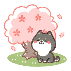 黒柴犬と桜の木