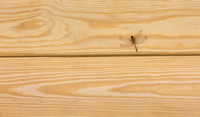 dragon fly on wood planks