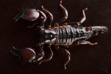 Black scorpion close-up on a dark background. Soft light