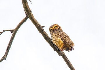 Isolated burrowing owl perched on dry branch looking down in selective focus with light background.
