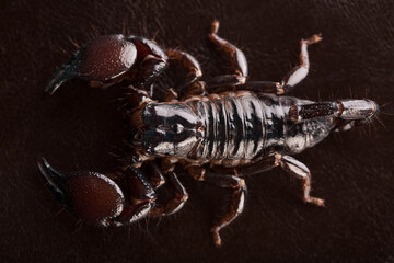 Black scorpion close-up on a dark background. Soft light