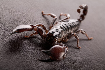 Black scorpion close-up on a dark background. Soft light