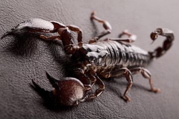 Black scorpion close-up on a dark background. Soft light