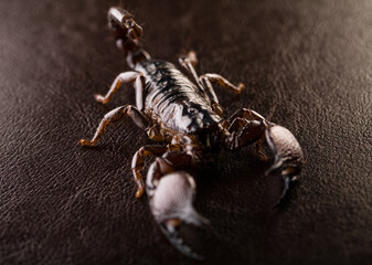 Black scorpion close-up on a dark background. Soft light