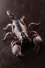 Black scorpion close-up on a dark background. Soft light