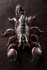 Black scorpion close-up on a dark background. Soft light