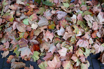 autumn leaves on the ground