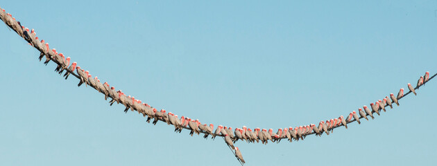 Pink Galahs hang on a telegraph wire in outback Queensland, Australia.