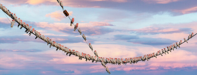 Pink Galahs hang on a telegraph wire in outback Queensland, Australia.