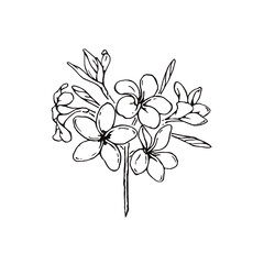 プルメリアの花束のシンプルな線画
