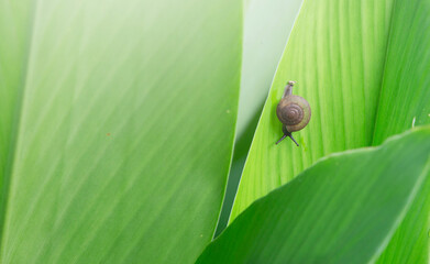 snail on a green leaf