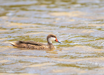 White Cheeked Pintail