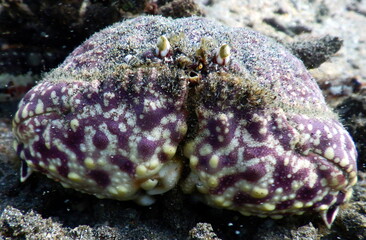 Costa Rica pacific sea life
