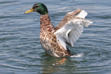 Fototapeta premium Adult Mallard ducks finishing the breeding season so are molting a brand new set of feathers. Feathers growing in and tiny bit of green left in heads on bright summer day 