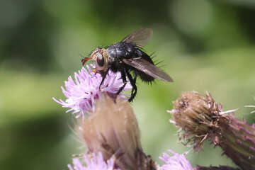 Bristle Fly on prickle pollinating
