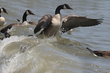 Canada geese riding the waves because the waves have stirred up plant material that they eat. Bright summer sunny day
