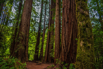 Giant Redwood trees in the forest