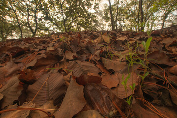 bosque hojas