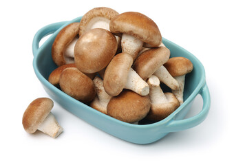 Shiitake mushroom on the White background 