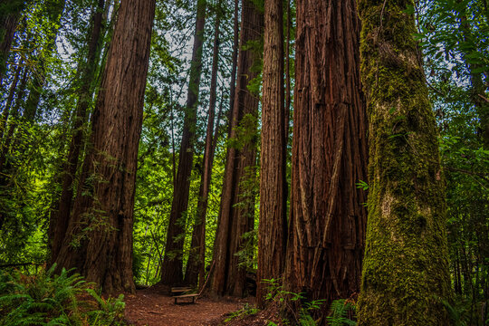 Giant Redwood trees in the forest