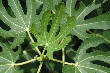 Fig tree. Moraceae deciduous fruit tree.