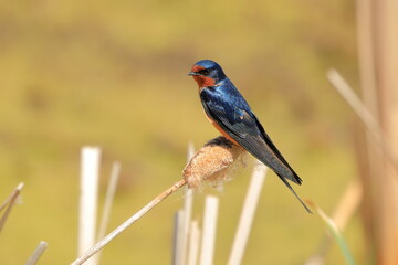 Barn swallow sitting on a cat tail - 445292112