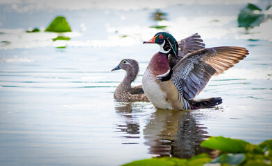 Wood Duck