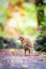 Weka chick