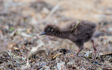 Weka chick