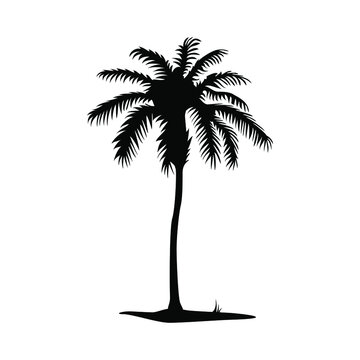 Palm tree vector png isolated on white background. palm tree editable eps 10.