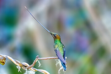 Sword-billed hummingbird