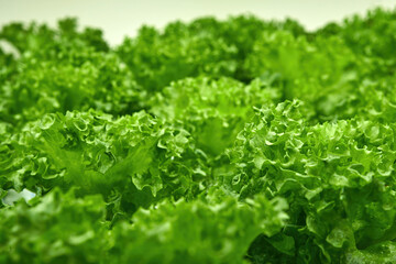 many green corals growing in indoor led light base agricultural farm