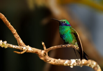 Sparkling Violetear