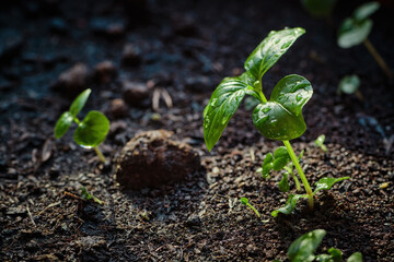 many seedlings growing up slowly from the agricultural field in morning sunshine with some of them bigger than others