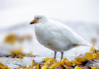 Snowy sheathbill