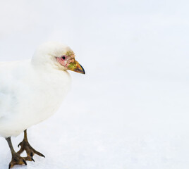 Snowy sheathbill