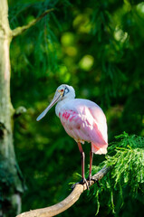Roseated Spoonbill