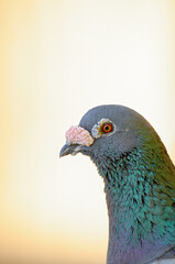 Rock Pigeon