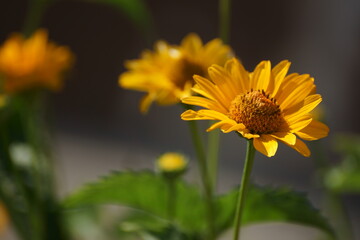 yellow flower