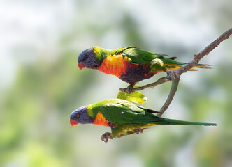 Rainbow Parakeets