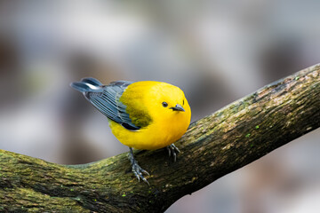 Prothonotary Warbler