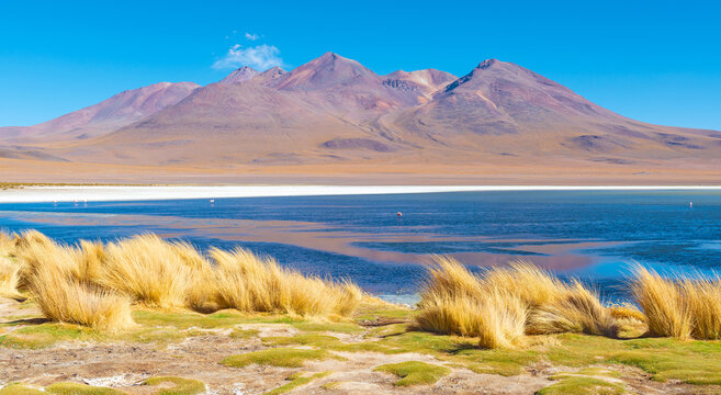 Pink James Flamingo (Phoenicoparrus jamesi) in Hedionda lagoon in bolivian altiplano, Uyuni region, Bolivia.