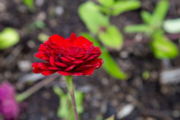 CLose Red Flower